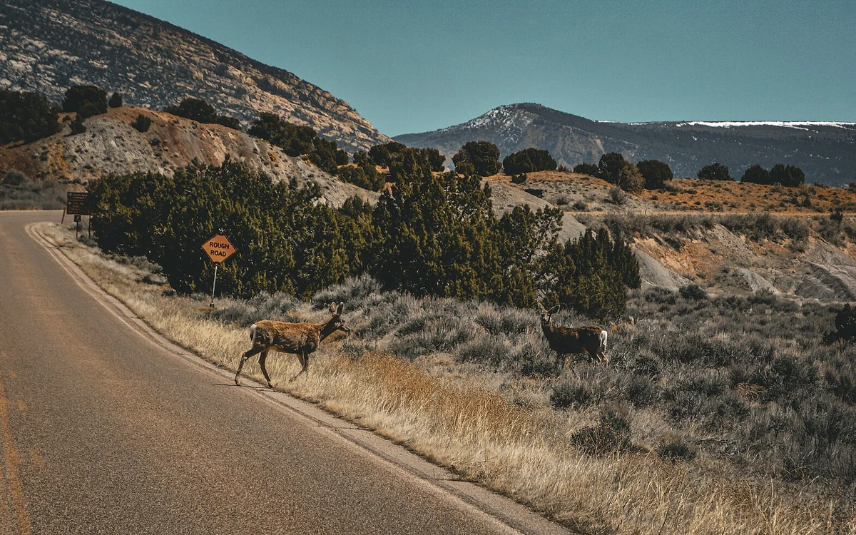 Biche traversant une route dans un paysage naturel