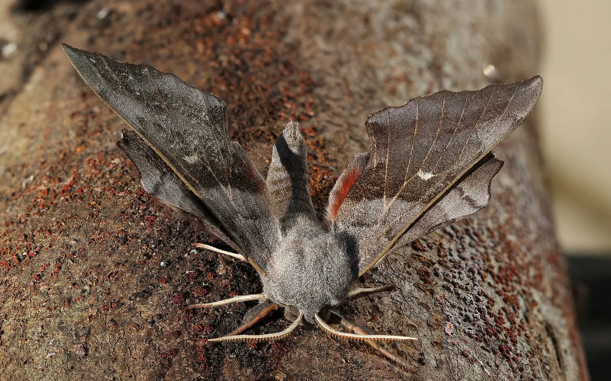 Papillon de nuit aux ailes brunes observé au repos