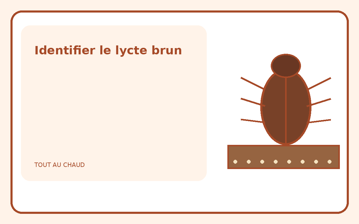 Illustration d’un lycte brun et de traces de vermoulure sur du bois
